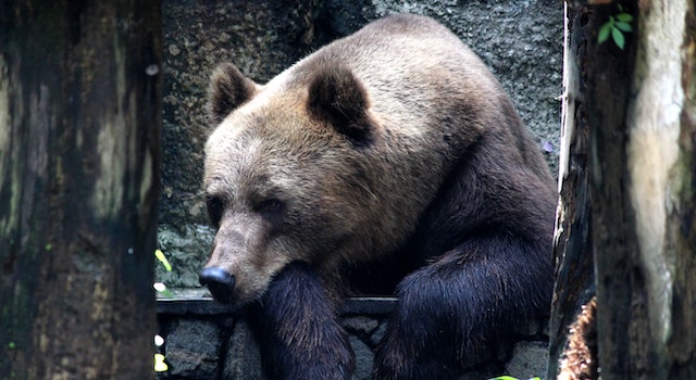 Bear Sanctuaries And Rehabilitation Centers