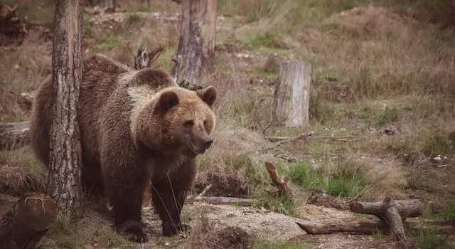 Is Dancing Bear Real?