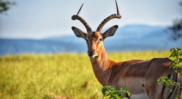 How Accurate Is Deer Aging?