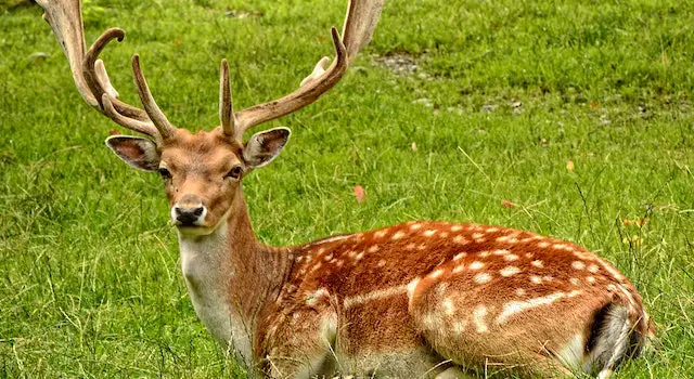 What Do You Call A Deer With No Eyes, Dad? Joke