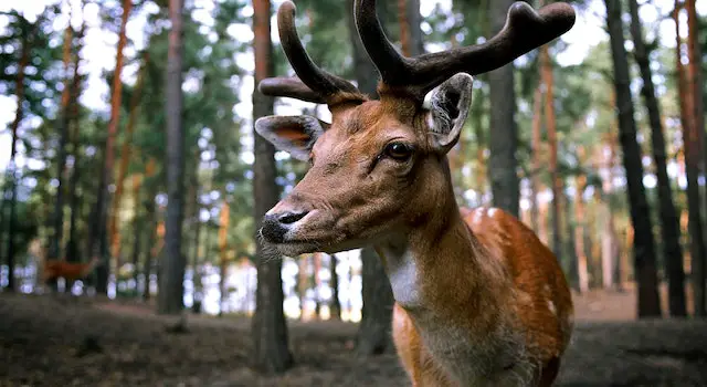 What Is The Natural Age Of A Deer?