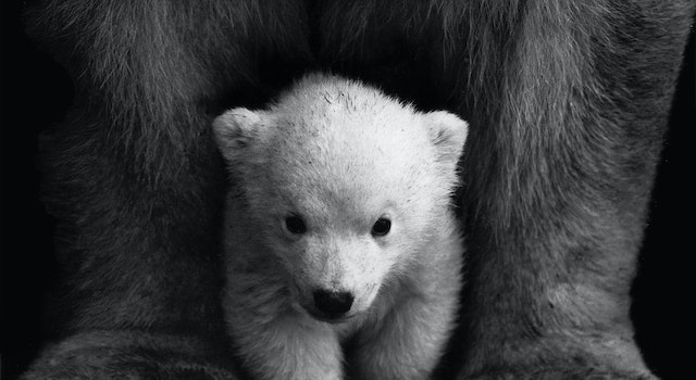 What Do You Call A Baby Polar Bear Joke?