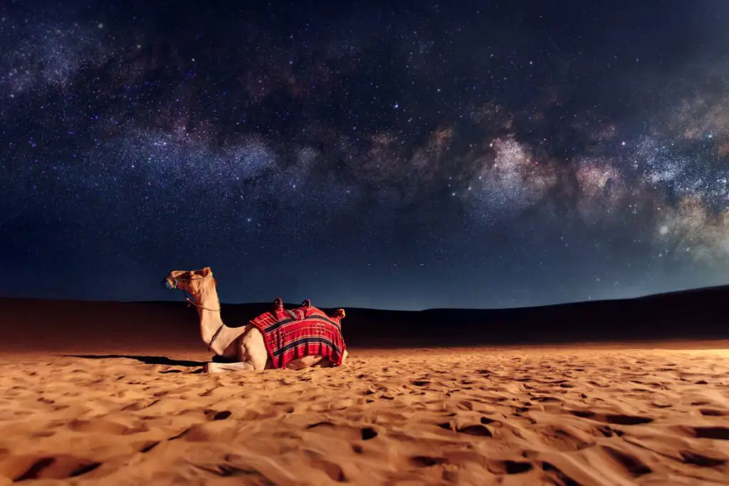 Desert Safari Dubai: A Cultural Experience You Won’t Forget