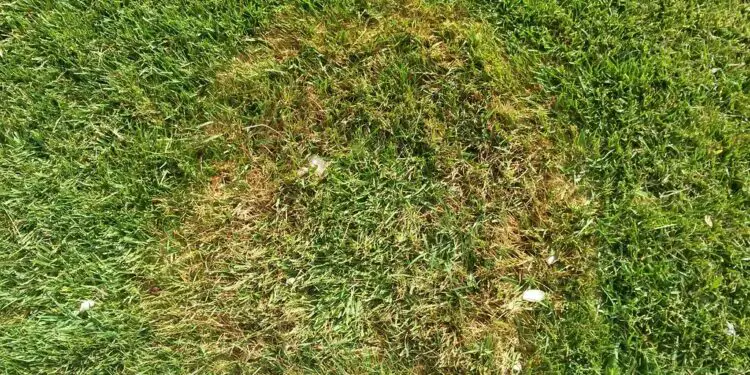 how-to-fix-dead-spots-in-lawn-web-news-21